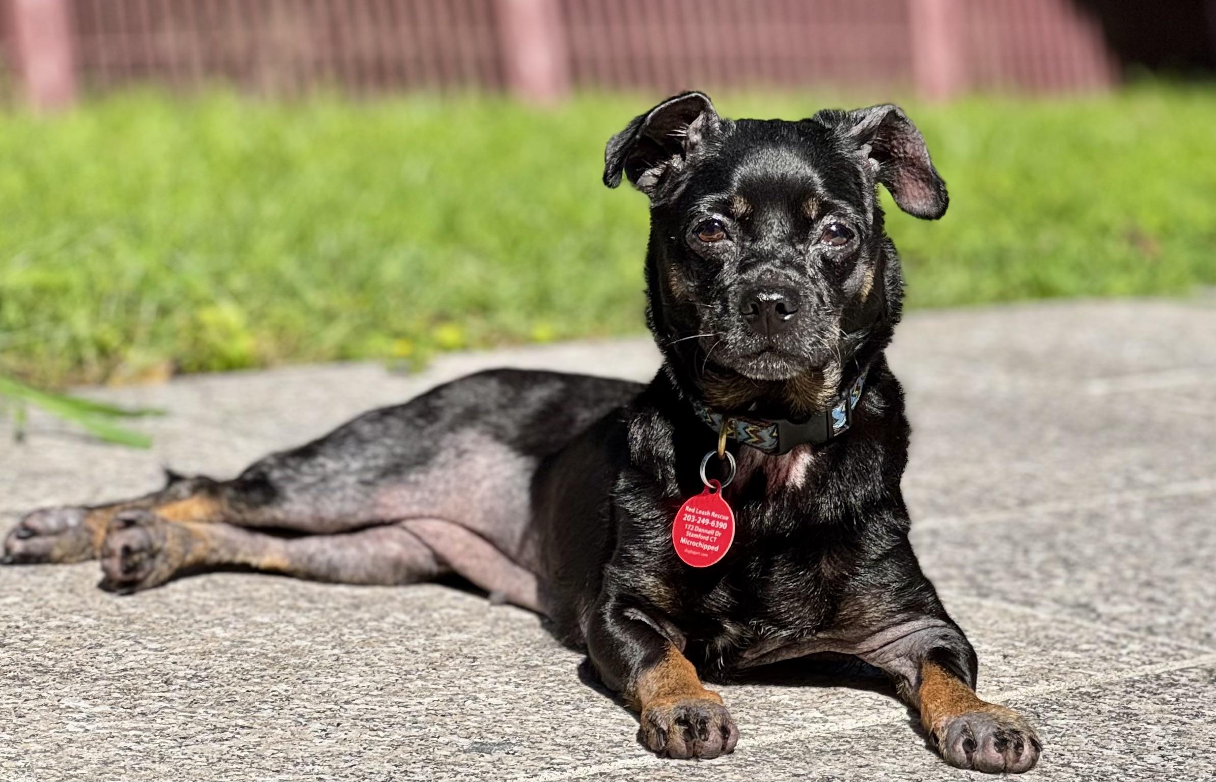 Goose Girl, Adopted, Adult Female Chihuahua & Miniature Pinscher.
