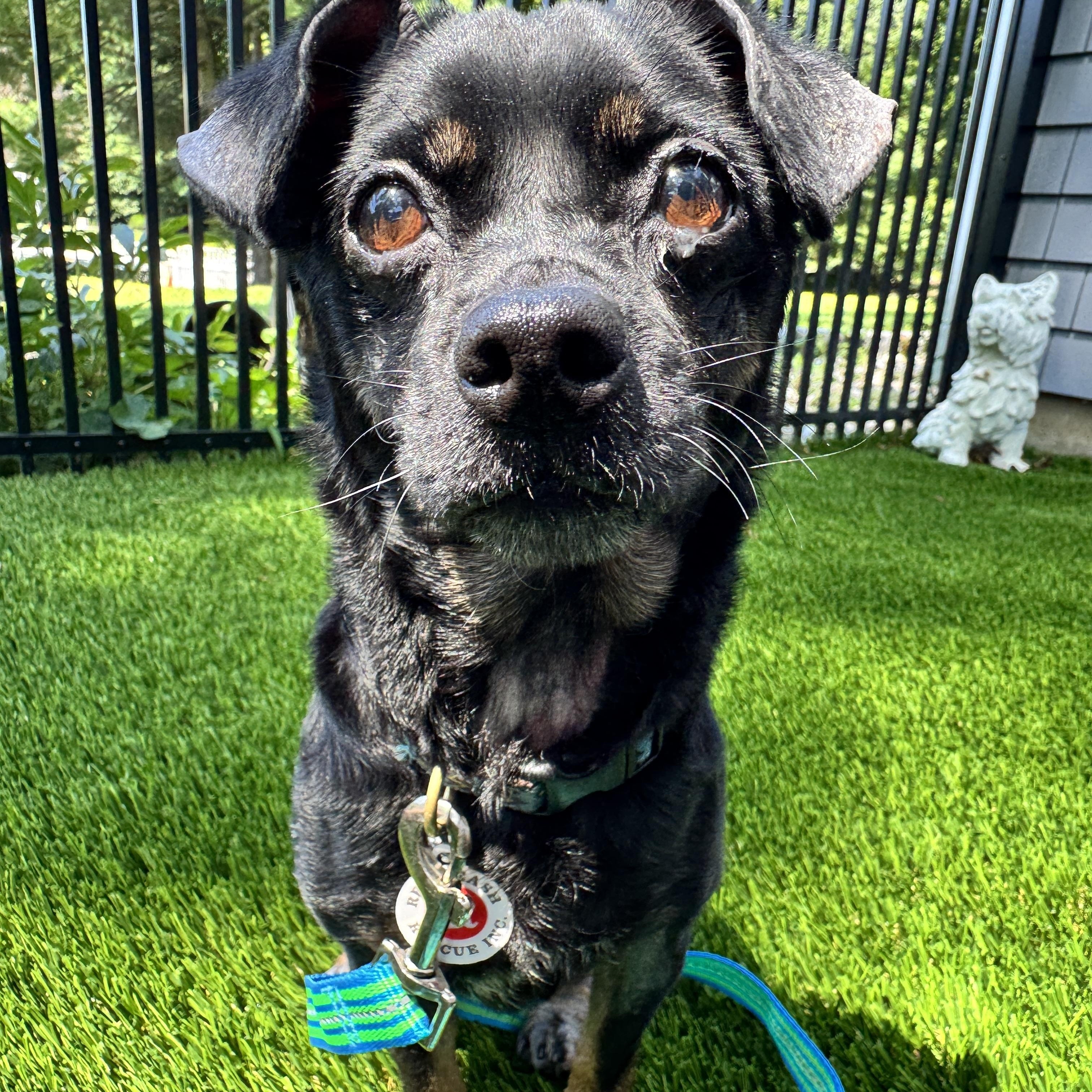 Enlarge Goose Girl, a Adopted mixed breed in Stamford, CT image 2/6