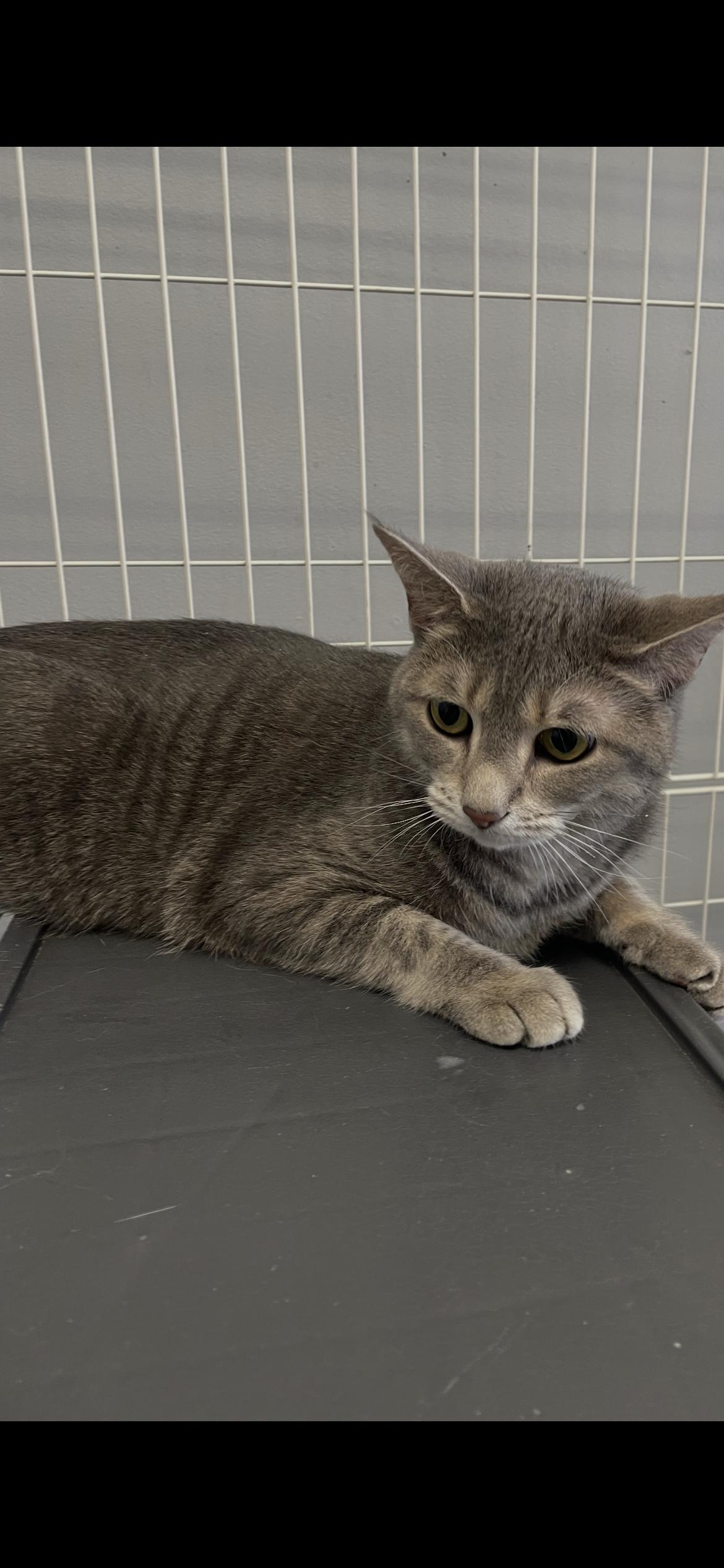 Enlarge Ophelia- Must Apply in Person !, a Adoptable mixed breed in Georgetown, KY image 1/2