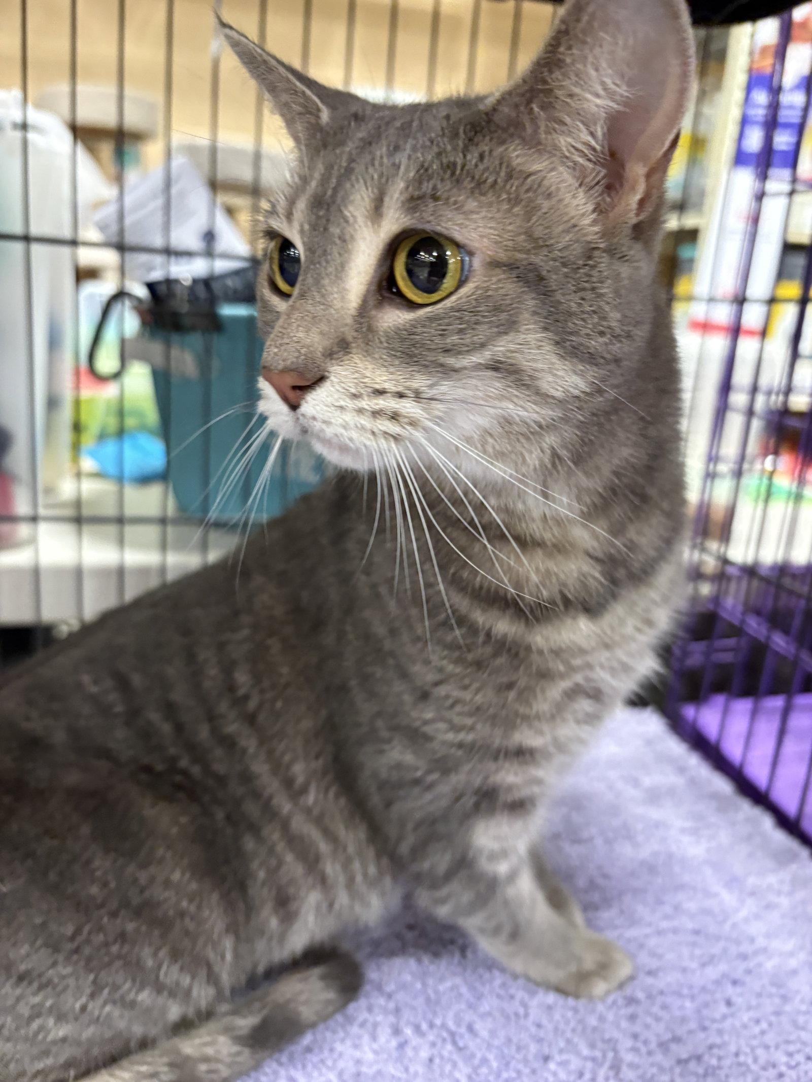 Enlarge Ophelia- Must Apply in Person !, a Adoptable mixed breed in Georgetown, KY image 2/2