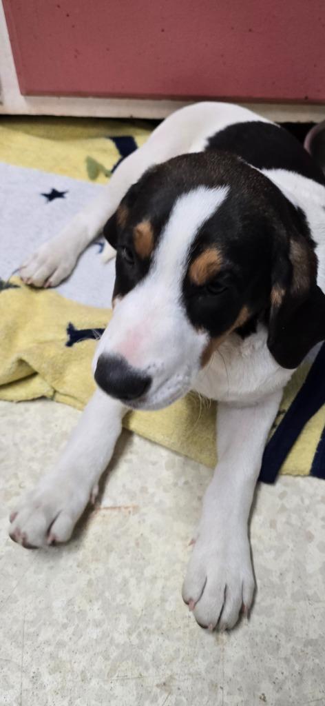 Enlarge Twist, a Adopted mixed breed in Virginia, MN image 1/1