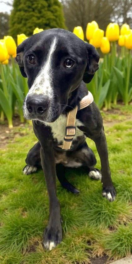 Ginger, a Adopted mixed breed in Sullivan, IN image 1/3