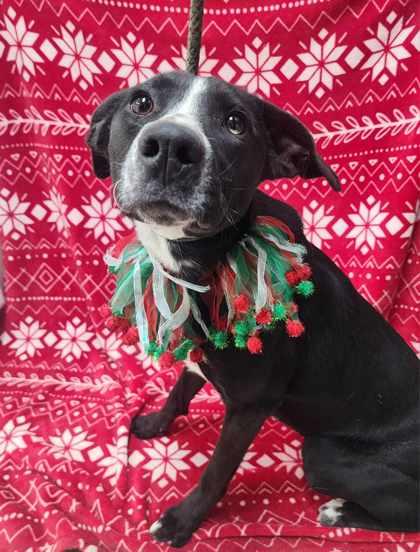 Ginger, a Adopted mixed breed in Sullivan, IN image 2/3