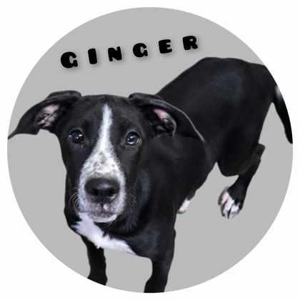 Ginger, a Adopted mixed breed in Sullivan, IN image 3/3