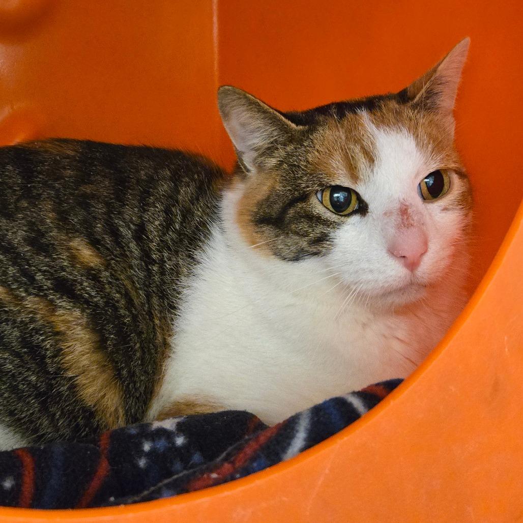 Beyonce, Adoptable, Young Female Domestic Short Hair.
