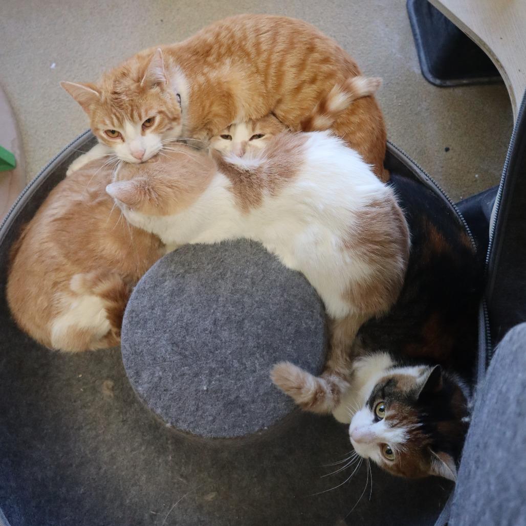 Enlarge Beyonce, a Adoptable Domestic Short Hair in Waukesha, WI image 2/3