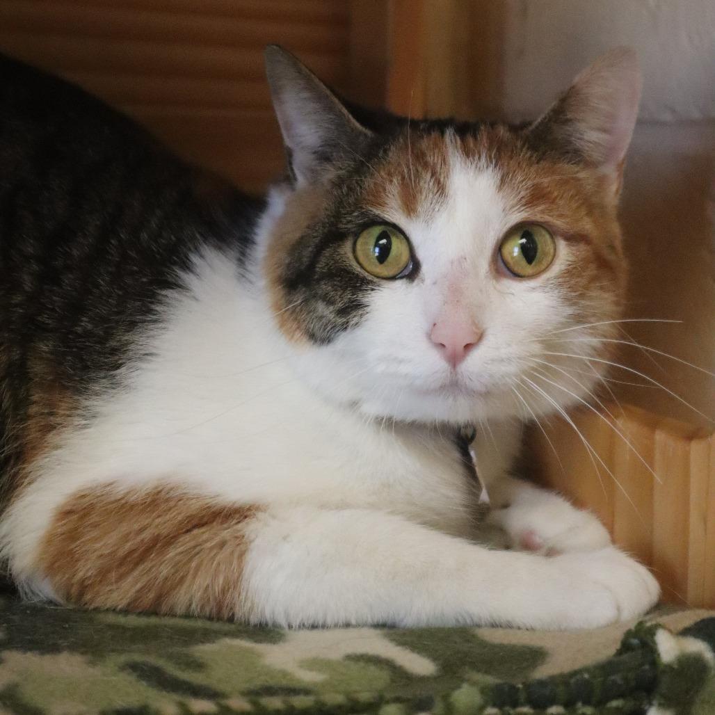 Enlarge Beyonce, a Adoptable Domestic Short Hair in Waukesha, WI image 3/3