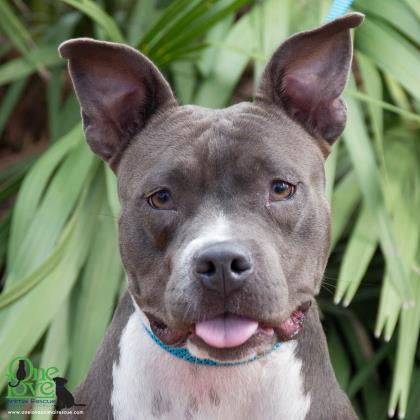 Chloe Gray, Adoptable, Adult Female American Bulldog & Mixed Breed.