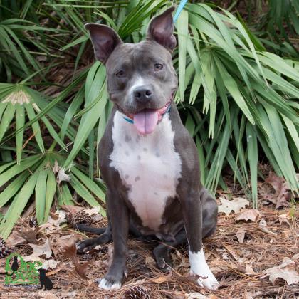 Enlarge Chloe Gray, a Adoptable mixed breed in Savannah, GA image 2/3