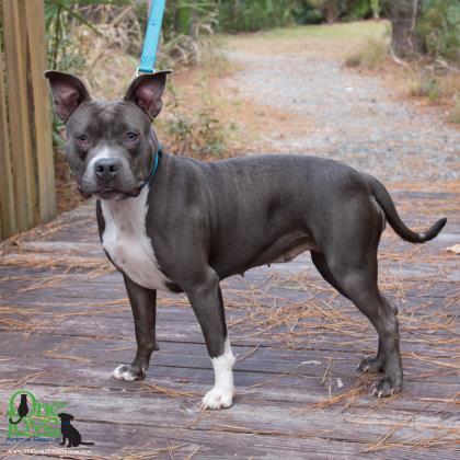 Enlarge Chloe Gray, a Adoptable mixed breed in Savannah, GA image 3/3