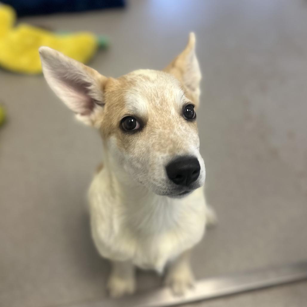 Luka, an adoptable Cattle Dog, Siberian Husky in Torrey, UT, 84775 | Photo Image 1