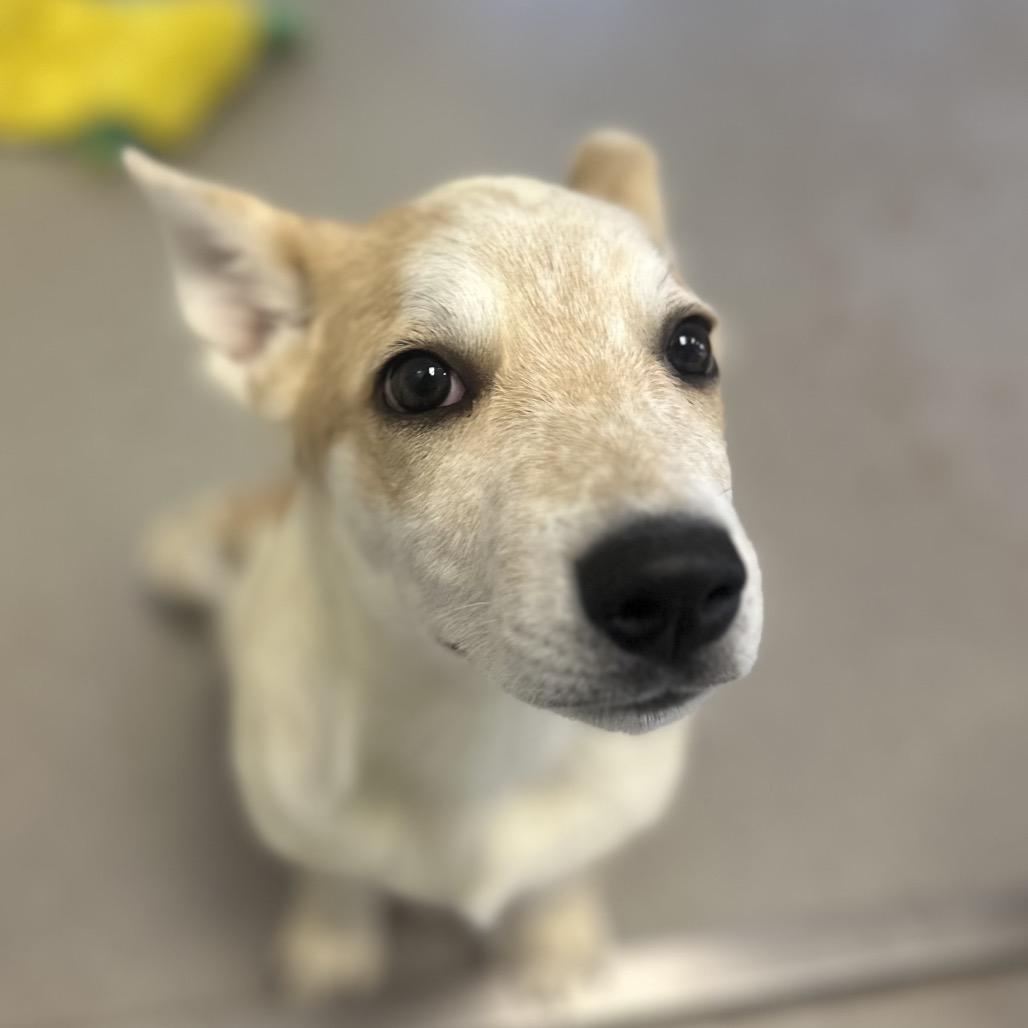 Luka, an adoptable Cattle Dog, Siberian Husky in Torrey, UT, 84775 | Photo Image 2