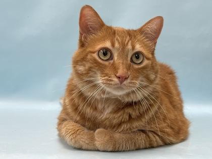 Sans, a Adoptable mixed breed in Coon Rapids, MN image 1/2
