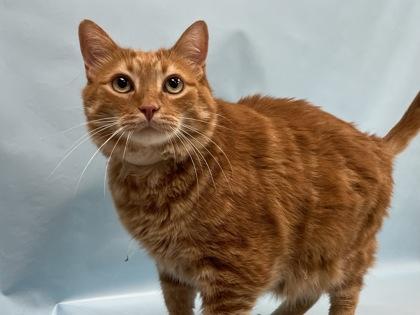 Sans, a Adoptable mixed breed in Coon Rapids, MN image 2/2