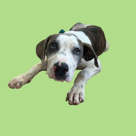 Yo, Adoptable, Young Male Hound & Black Mouth Cur.