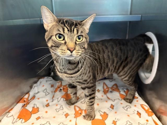 DJ CATNIP, Adoptable, Young Male Domestic Short Hair.