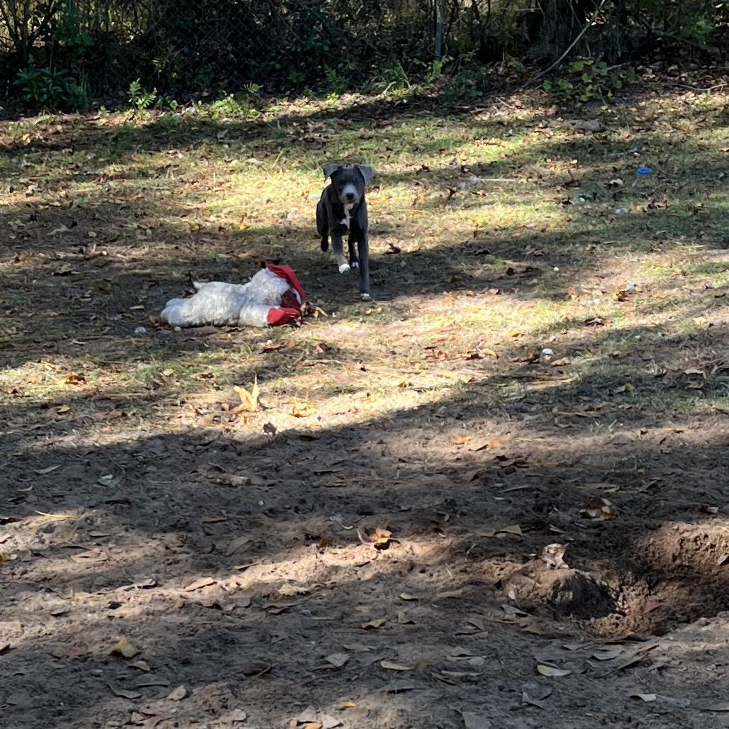 Hula, Adoptable, Young Female Blue Lacy & Mixed Breed.