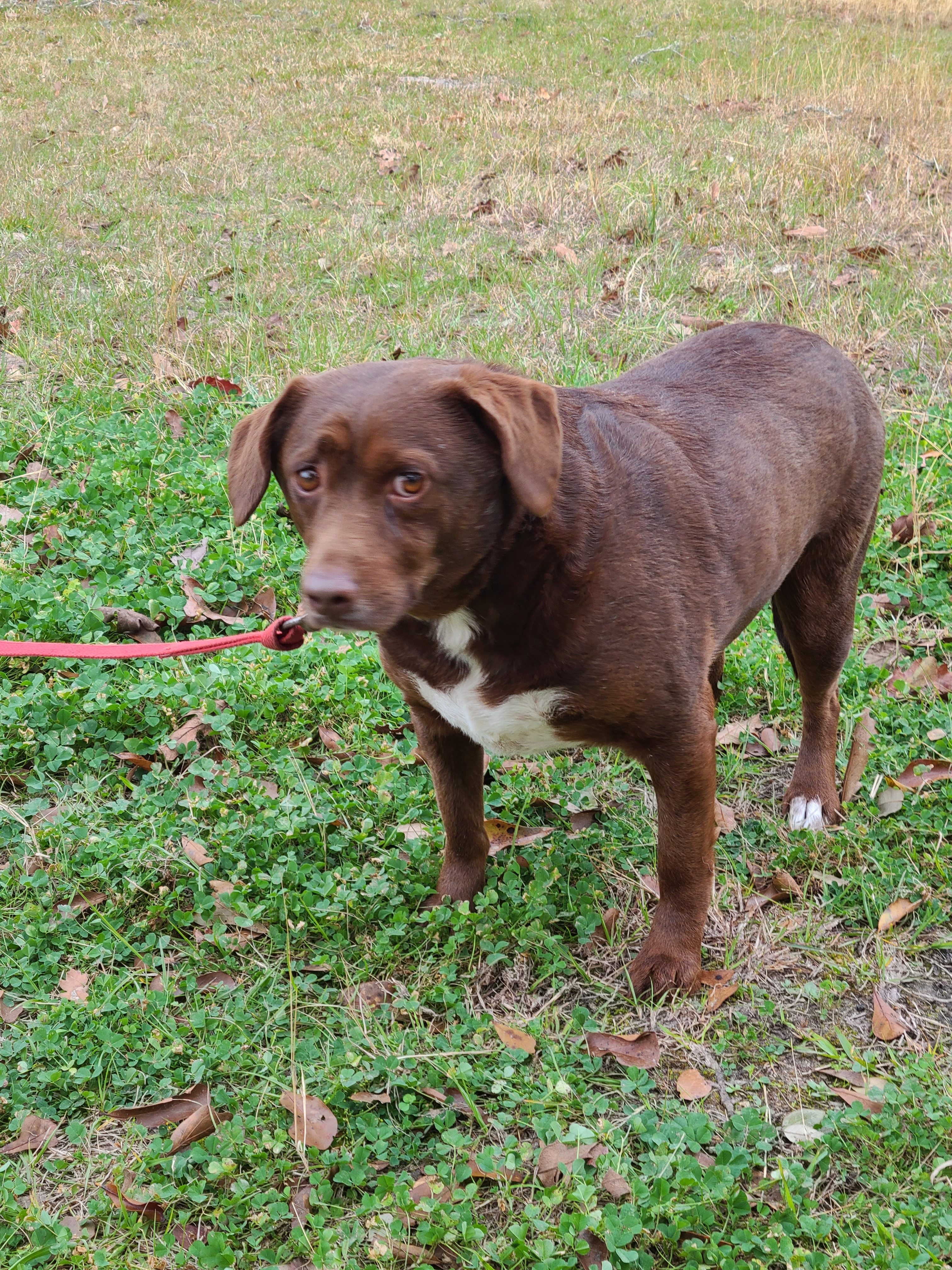 Bosco, a Adoptable mixed breed in Sheridan, TX image 1/4