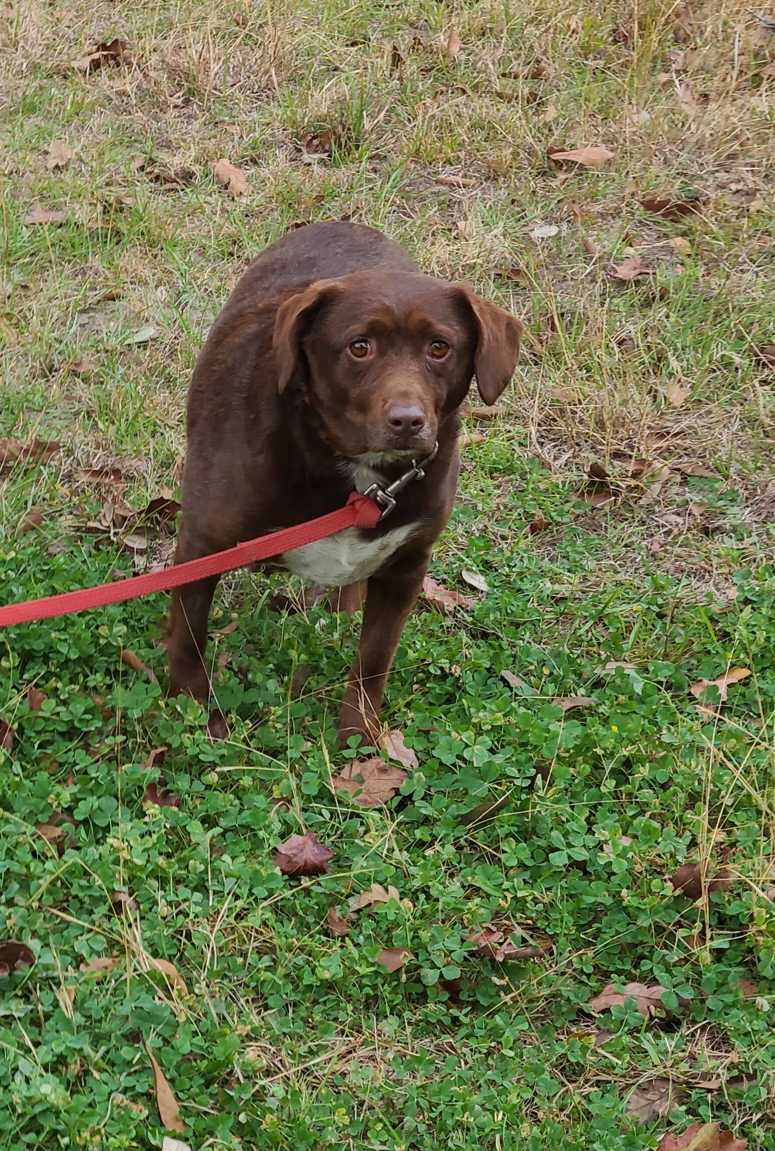 Bosco, Adoptable, Adult Female Labrador Retriever.