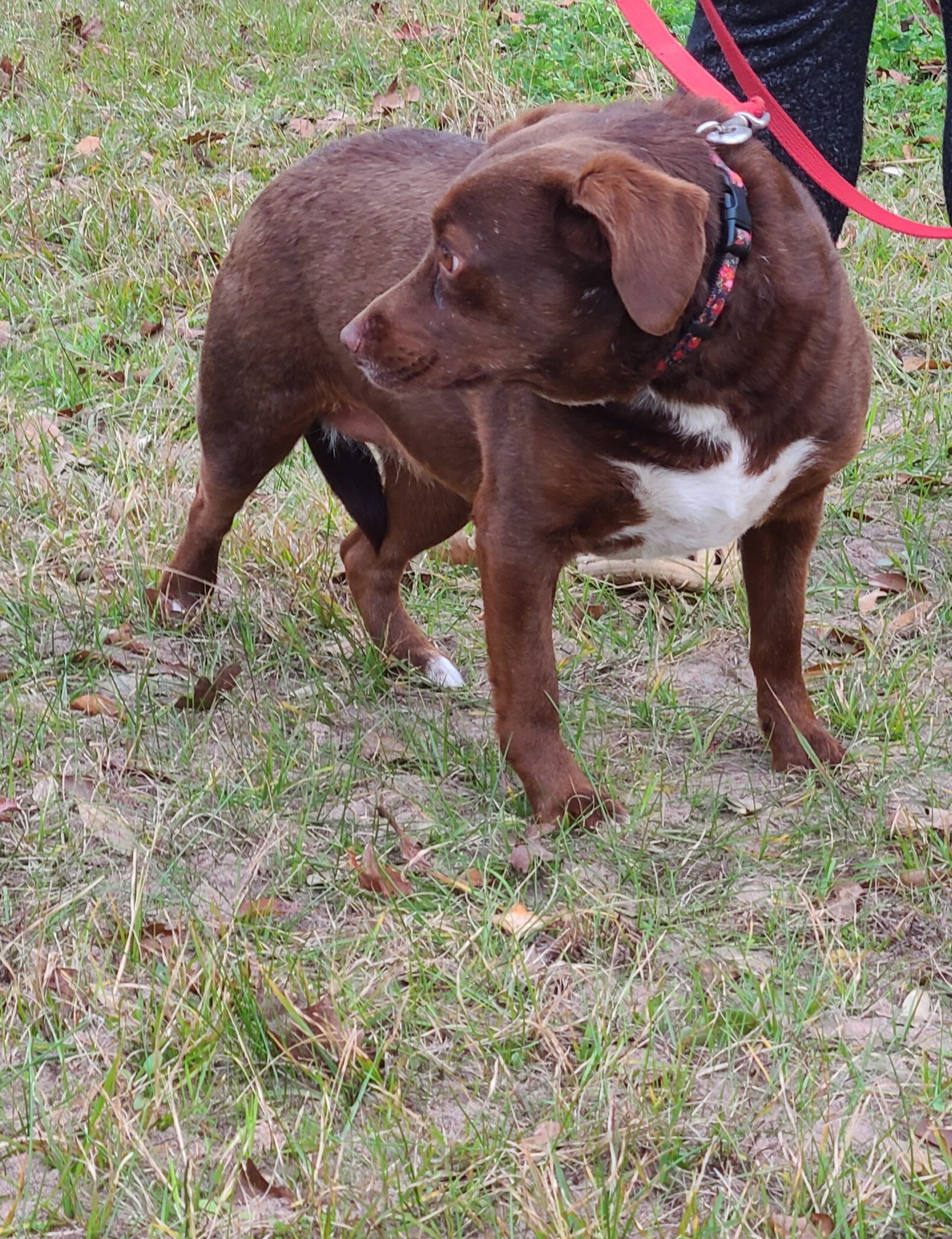 Bosco, a Adoptable mixed breed in Sheridan, TX image 3/4