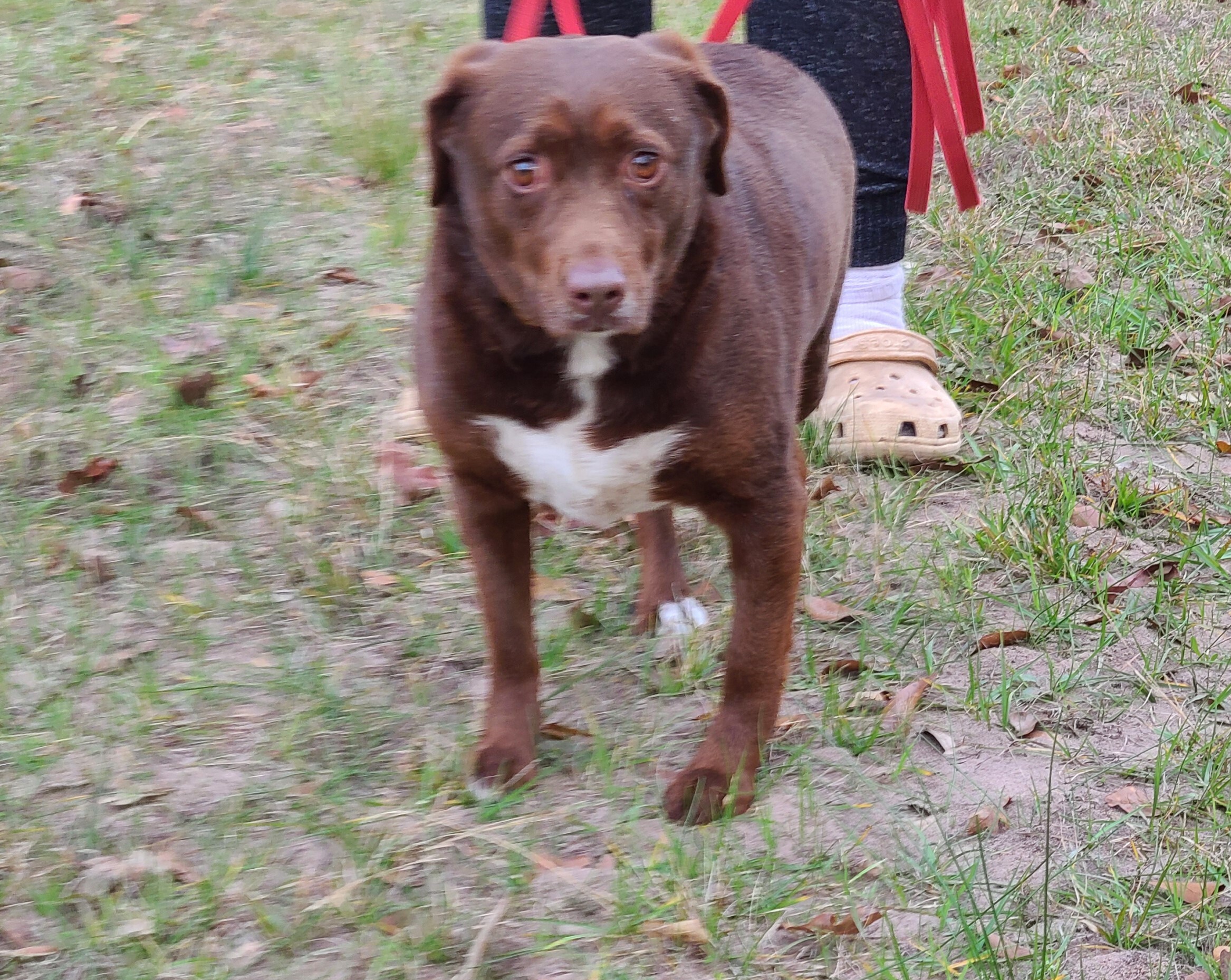 Bosco, a Adoptable mixed breed in Sheridan, TX image 4/4