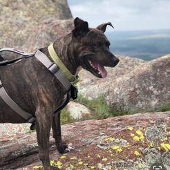 Harley IX (New Digs)