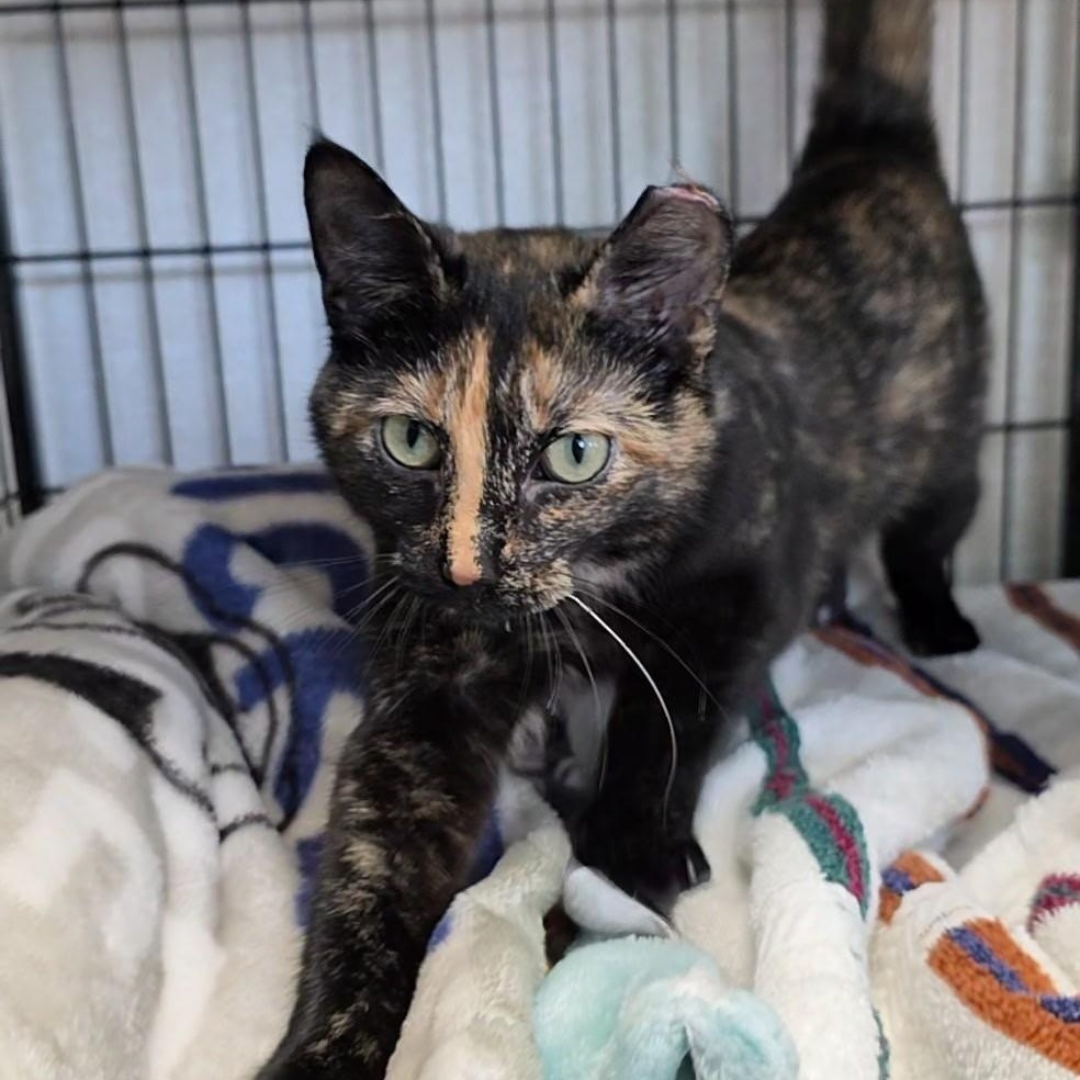 Harper, ADOPTABLE, Young Female Domestic Short Hair.
