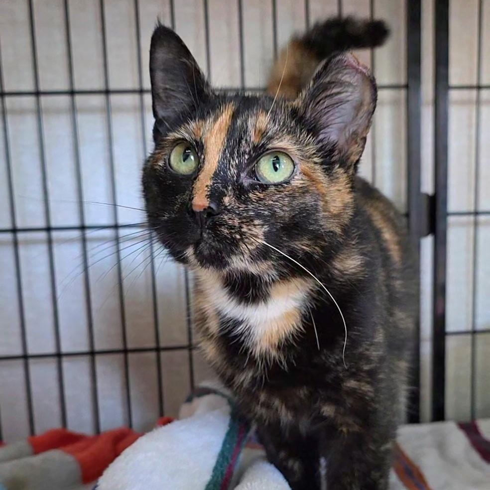 Harper, a ADOPTABLE mixed breed in Smithtown, NY image 3/3