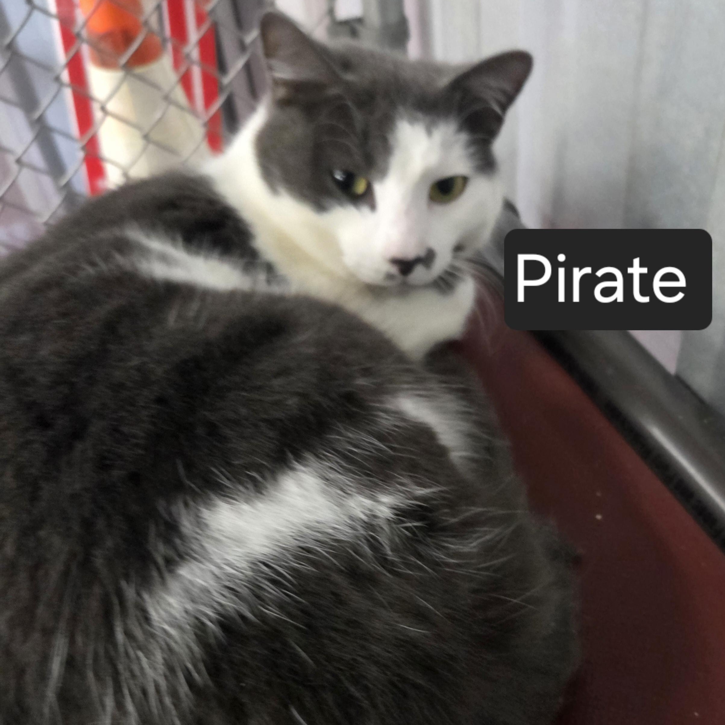 Enlarge Pirate, an adopted Domestic Short Hair in SNOW HILL, NC image 1/2