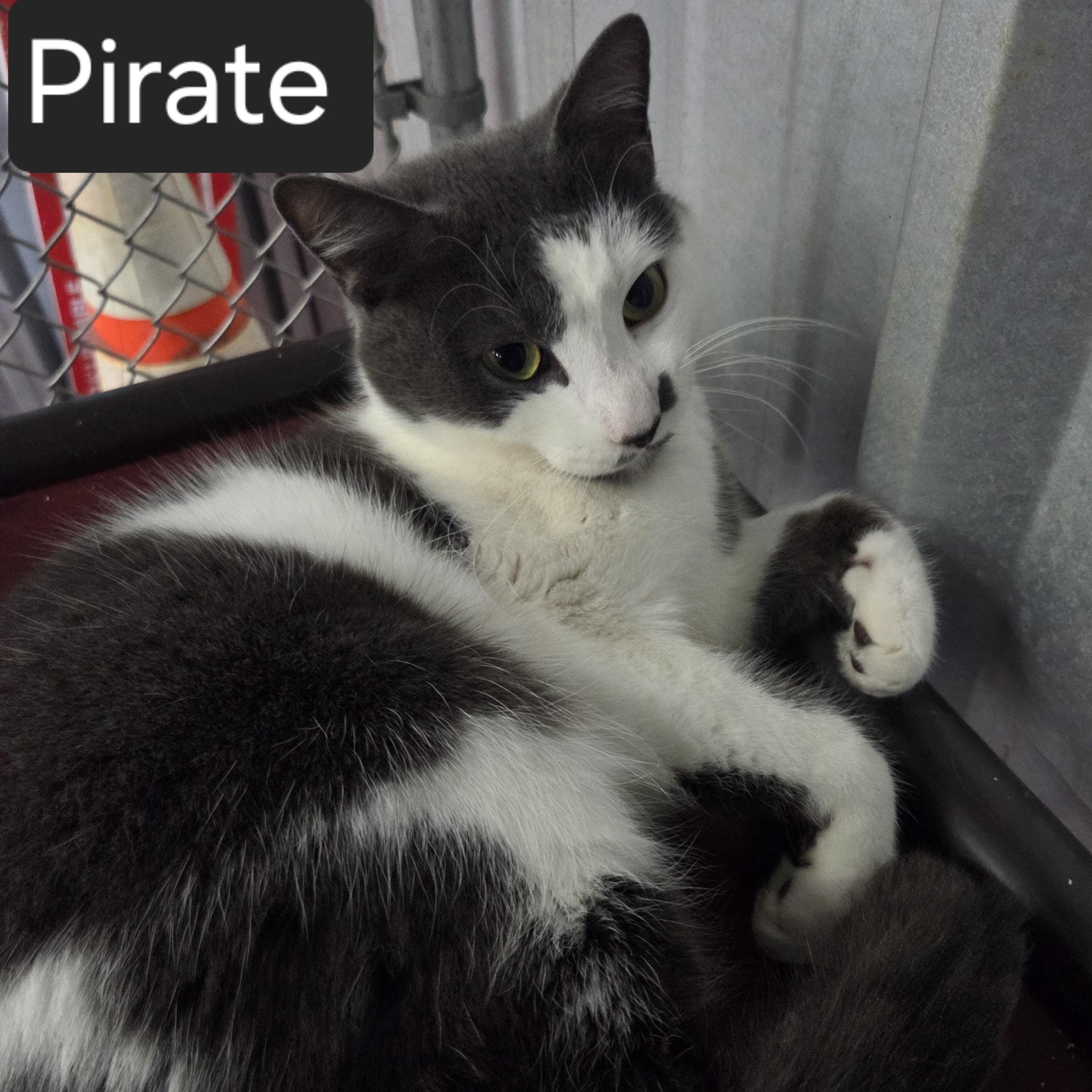 Enlarge Pirate, an adopted Domestic Short Hair in SNOW HILL, NC image 2/2