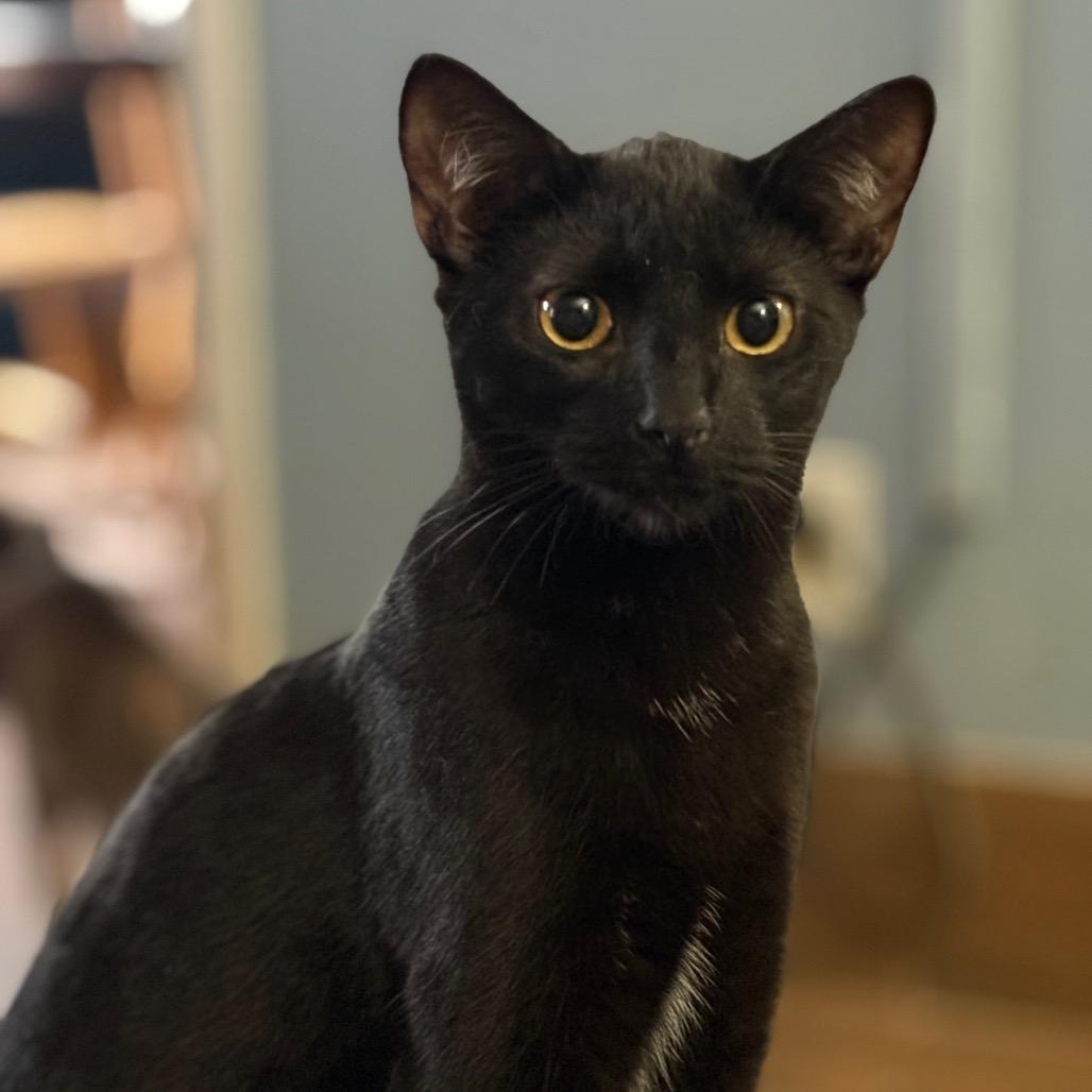 Feyra, Adoptable, Young Female Domestic Short Hair.