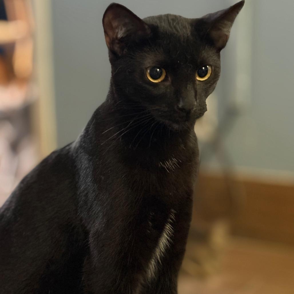 Enlarge Feyra, a Adoptable Domestic Short Hair in ATOKA, TN image 2/5