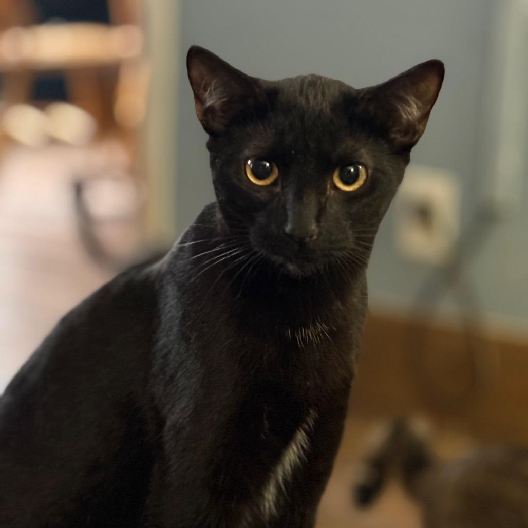 Enlarge Feyra, a Adoptable Domestic Short Hair in ATOKA, TN image 3/5