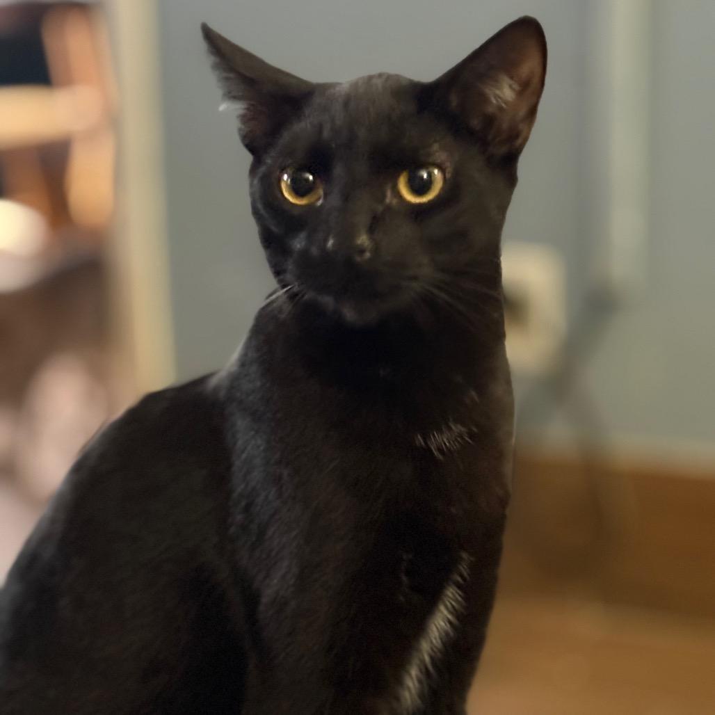 Enlarge Feyra, a Adoptable Domestic Short Hair in ATOKA, TN image 4/5