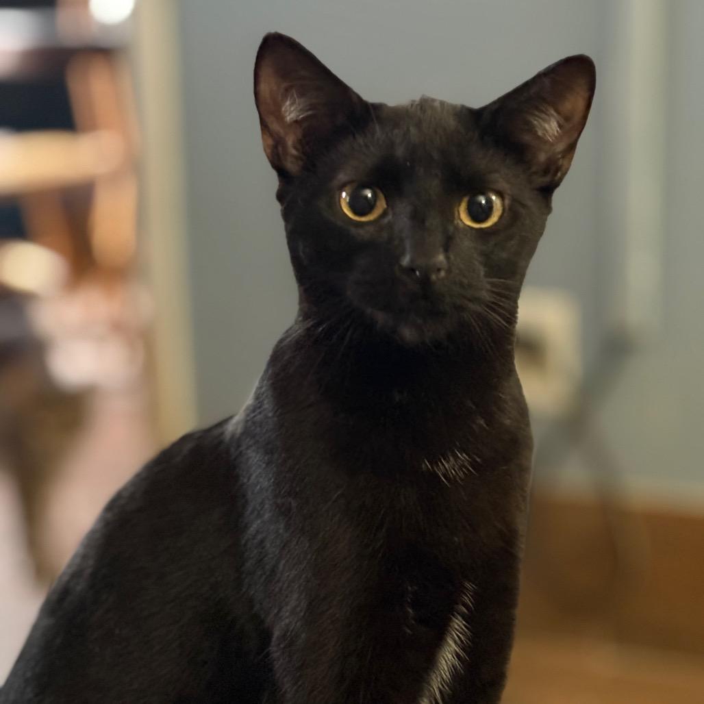 Enlarge Feyra, a Adoptable Domestic Short Hair in ATOKA, TN image 5/5