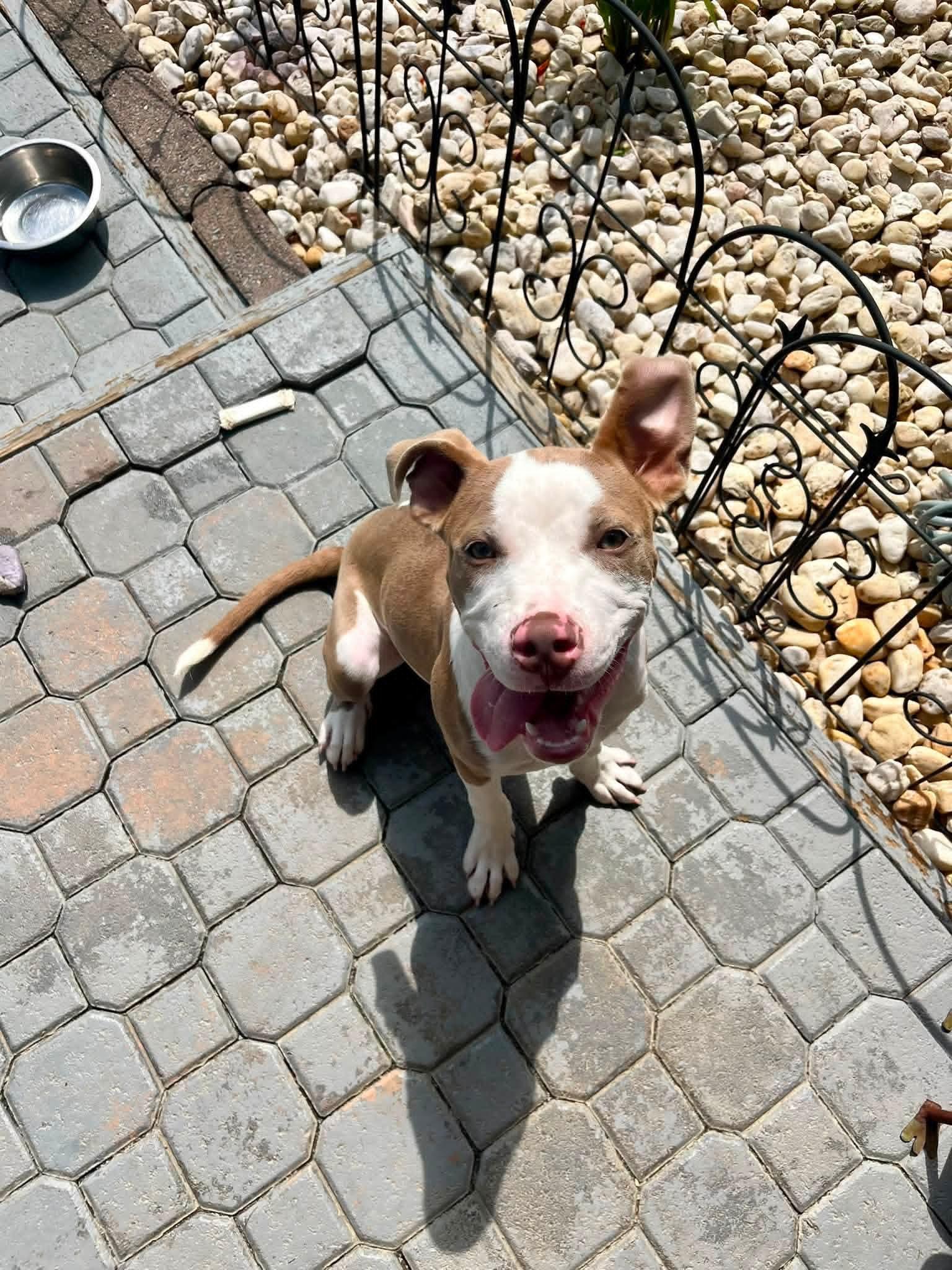 PINTO, a ADOPTABLE mixed breed in Vandergrift, PA image 6/6