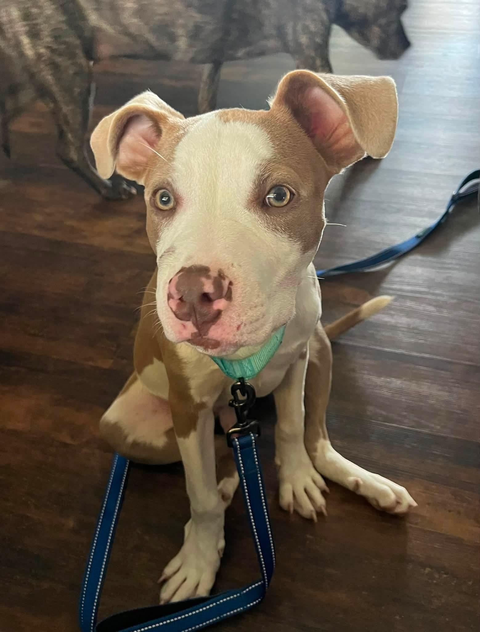 PINTO, a ADOPTABLE mixed breed in Vandergrift, PA image 5/6