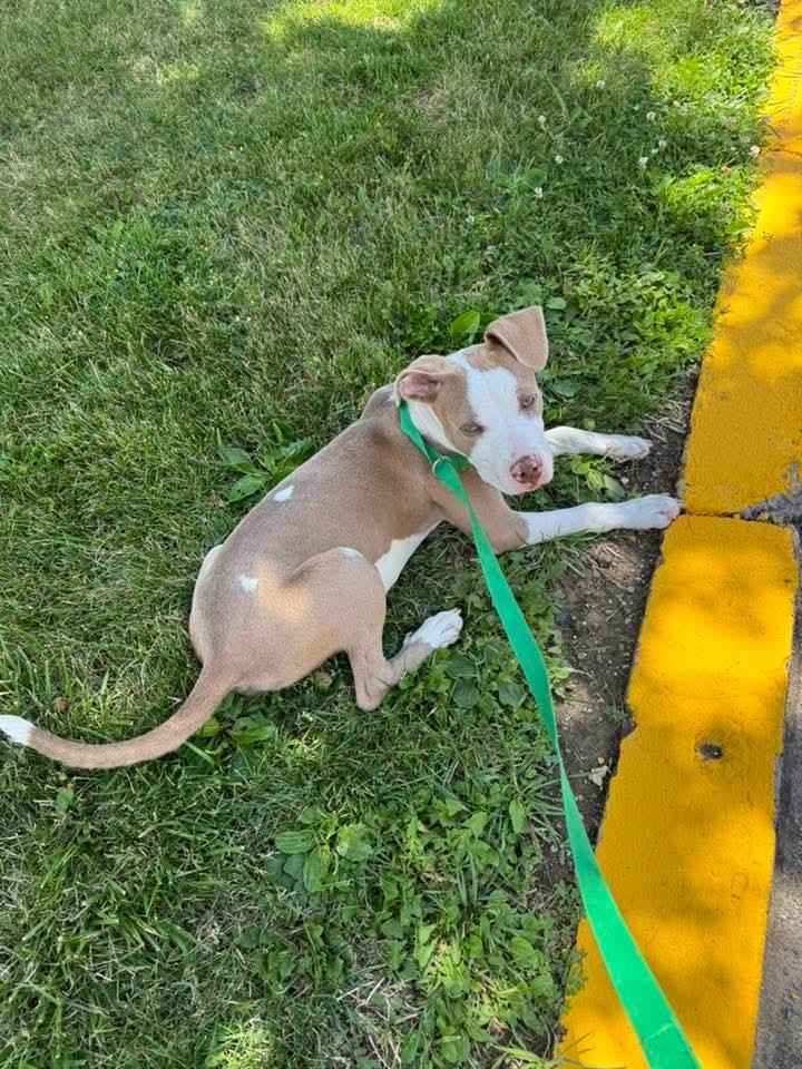 PINTO, a ADOPTABLE mixed breed in Vandergrift, PA image 2/6