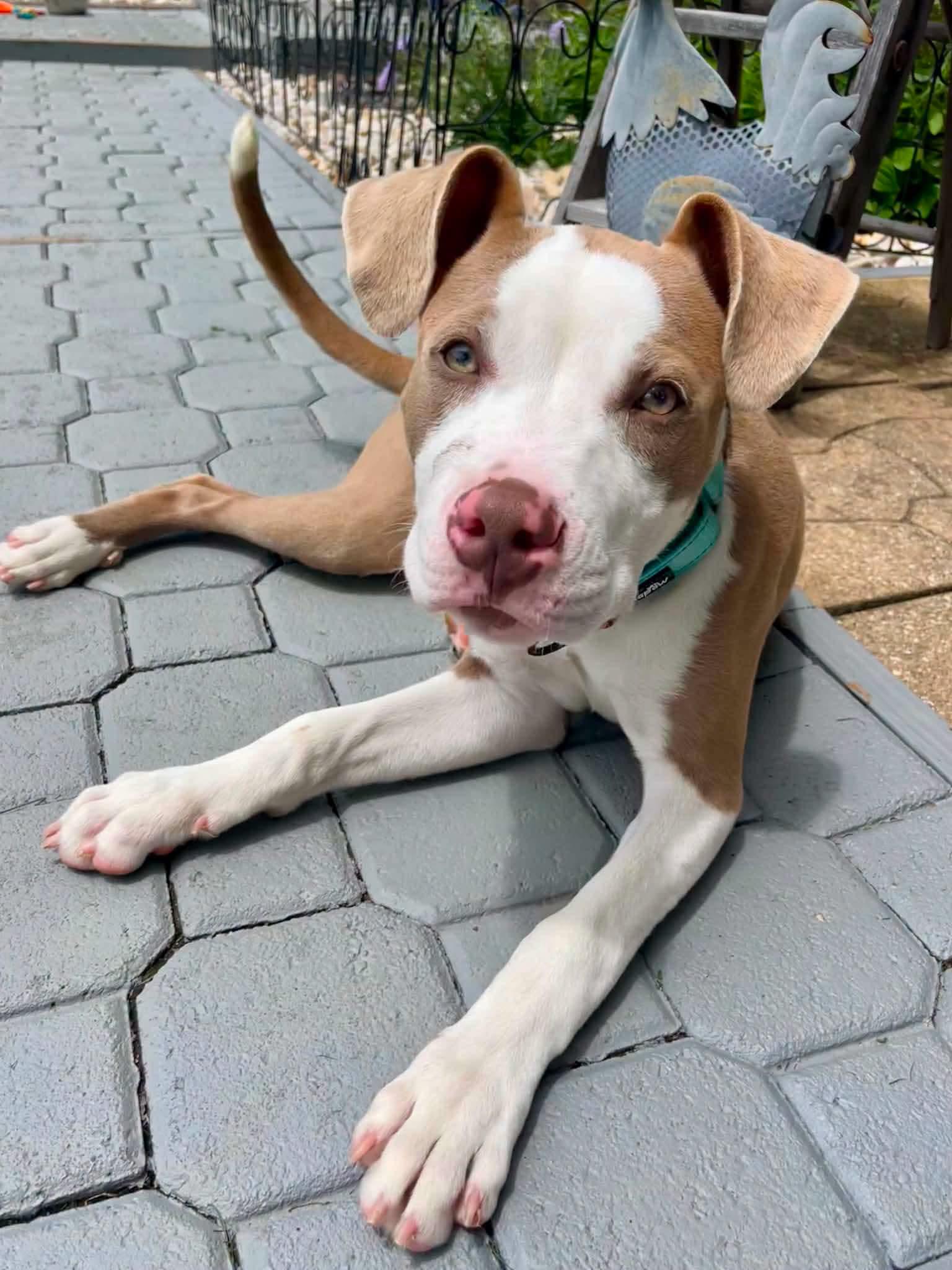 PINTO, ADOPTABLE, Puppy Male Pit Bull Terrier.
