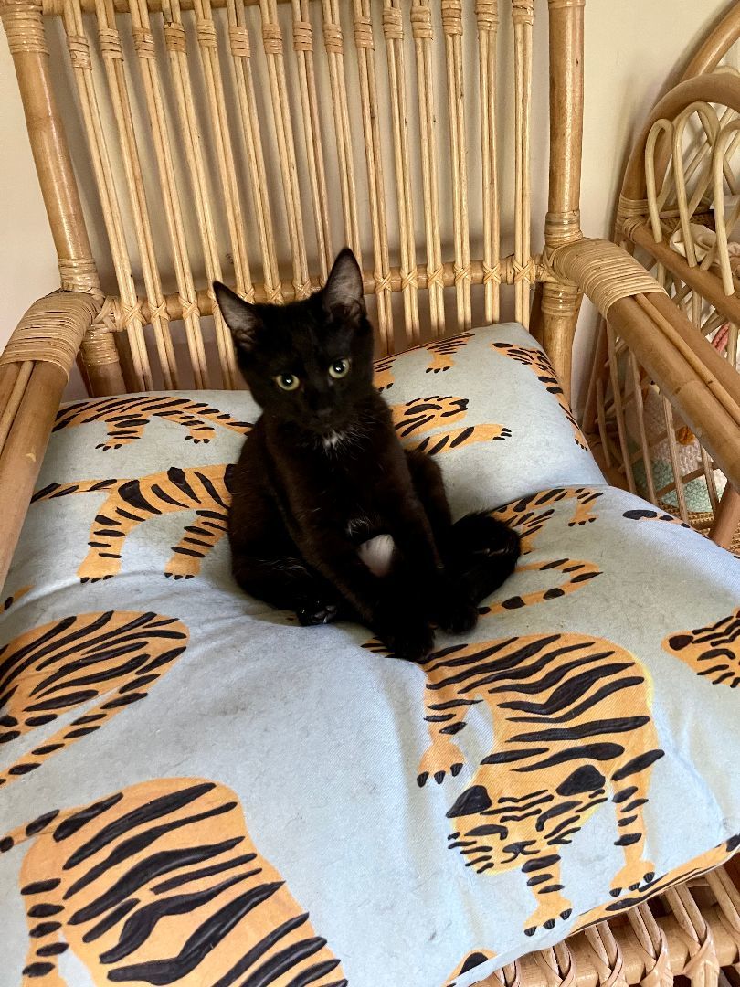 Enlarge Iola, a Adopted Domestic Short Hair in Cleveland Heights, OH image 1/10