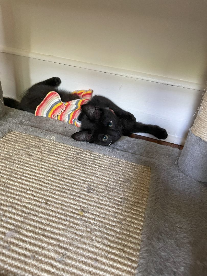 Enlarge Iola, a Adopted Domestic Short Hair in Cleveland Heights, OH image 2/10