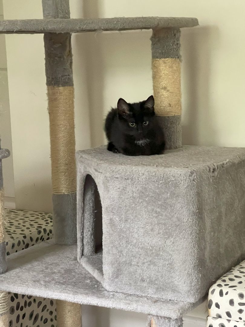 Enlarge Iola, a Adopted Domestic Short Hair in Cleveland Heights, OH image 3/10