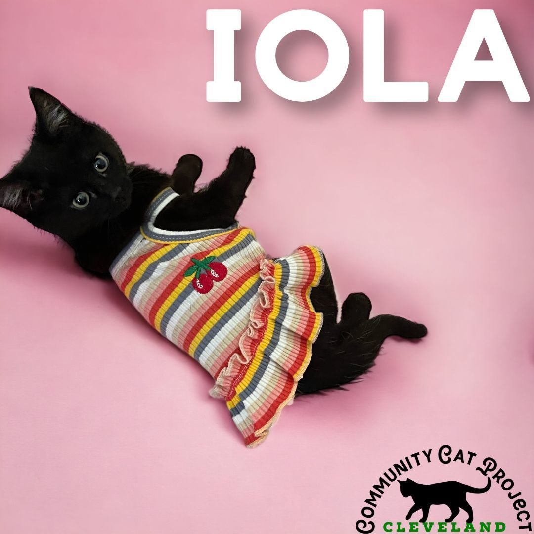 Enlarge Iola, a Adopted Domestic Short Hair in Cleveland Heights, OH image 4/10