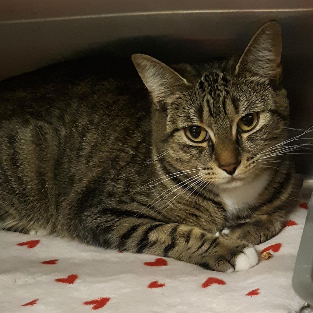 Zig, Adoptable, Adult Female Domestic Short Hair.
