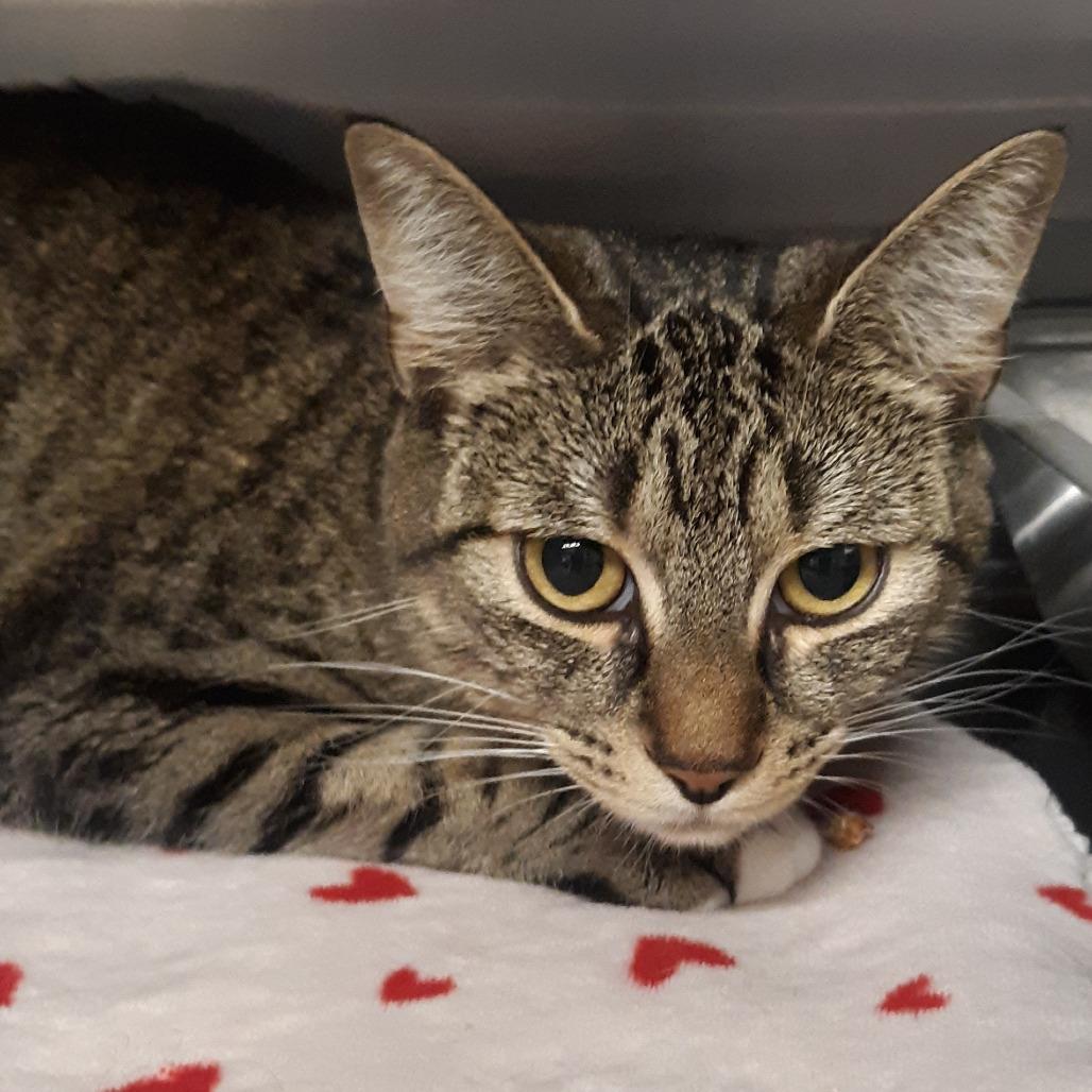 Enlarge Zig, a Adoptable Domestic Short Hair in Spokane, WA image 2/2