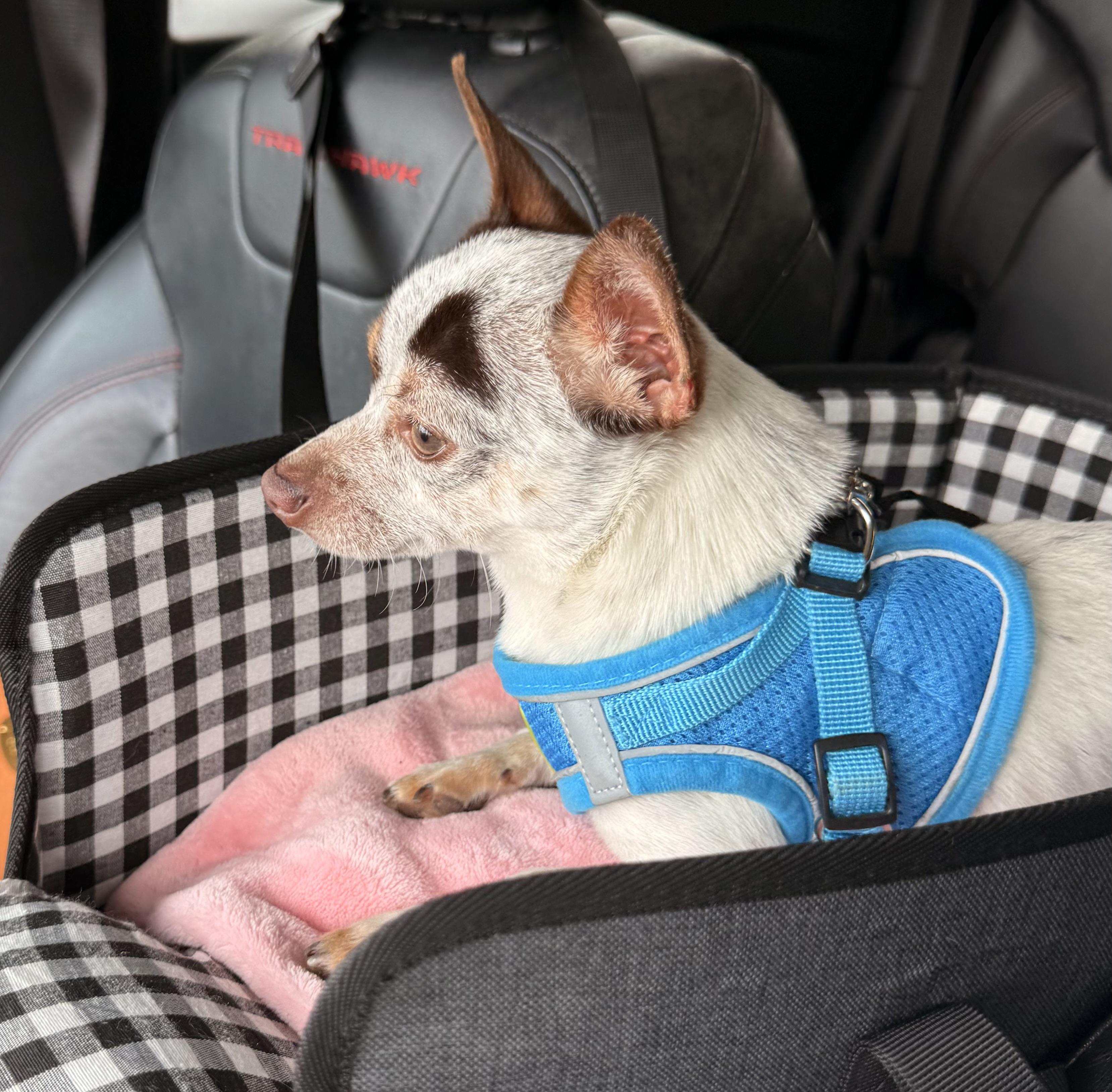 Enlarge Rocky, a Adoptable Chihuahua in Charlotte, NC image 2/5