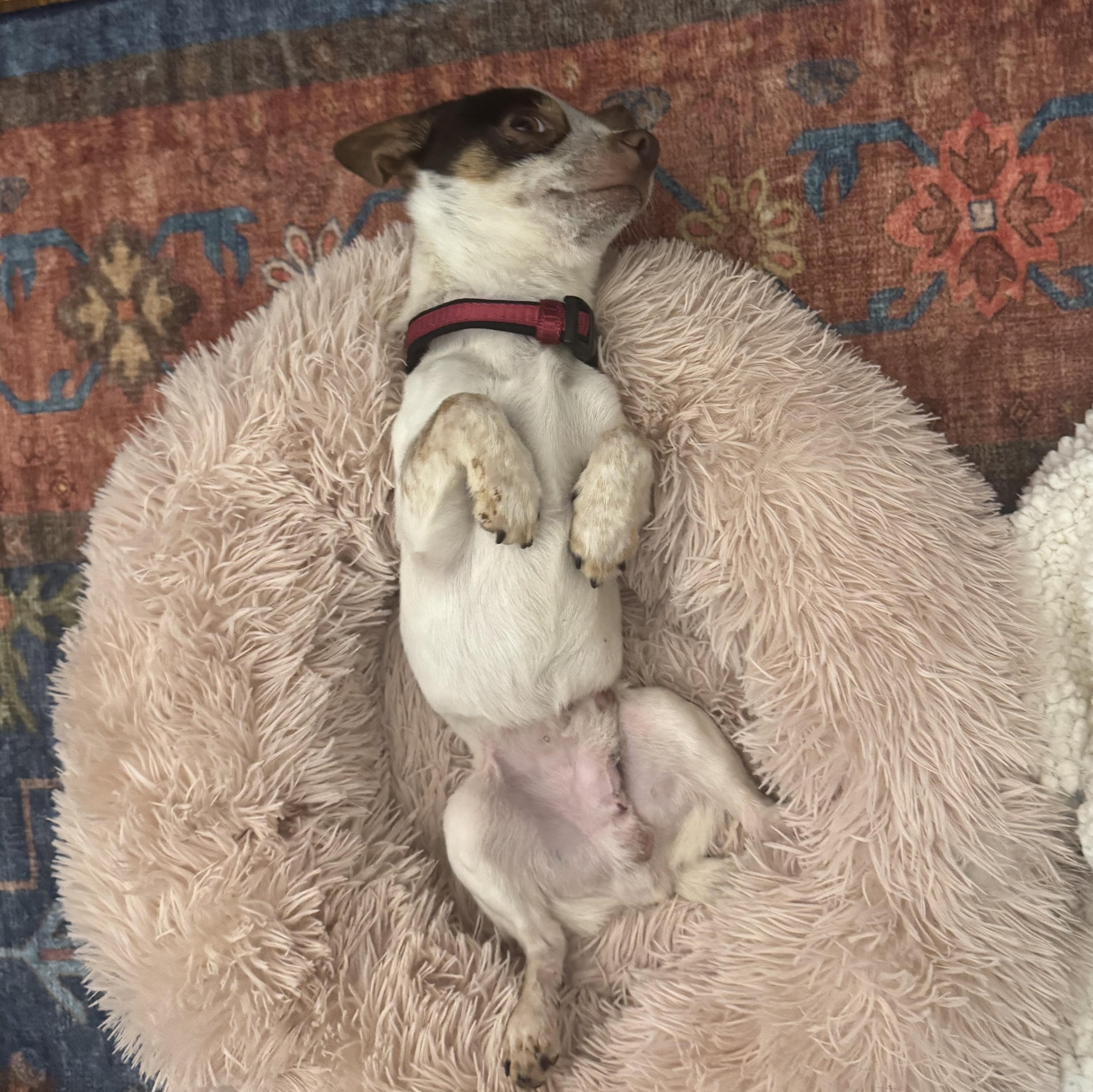 Enlarge Rocky, a Adoptable Chihuahua in Charlotte, NC image 5/5
