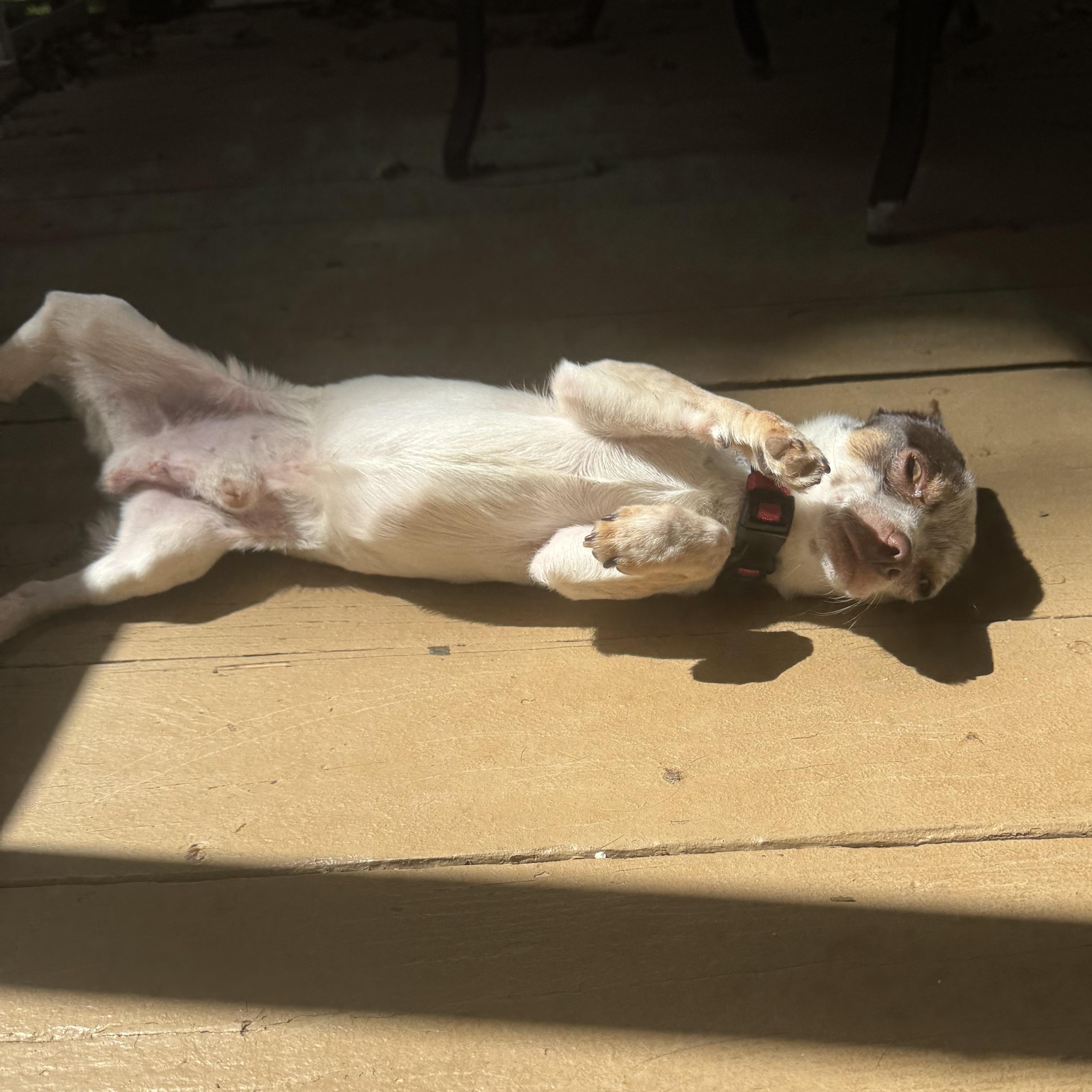 Enlarge Rocky, a Adoptable Chihuahua in Charlotte, NC image 3/5