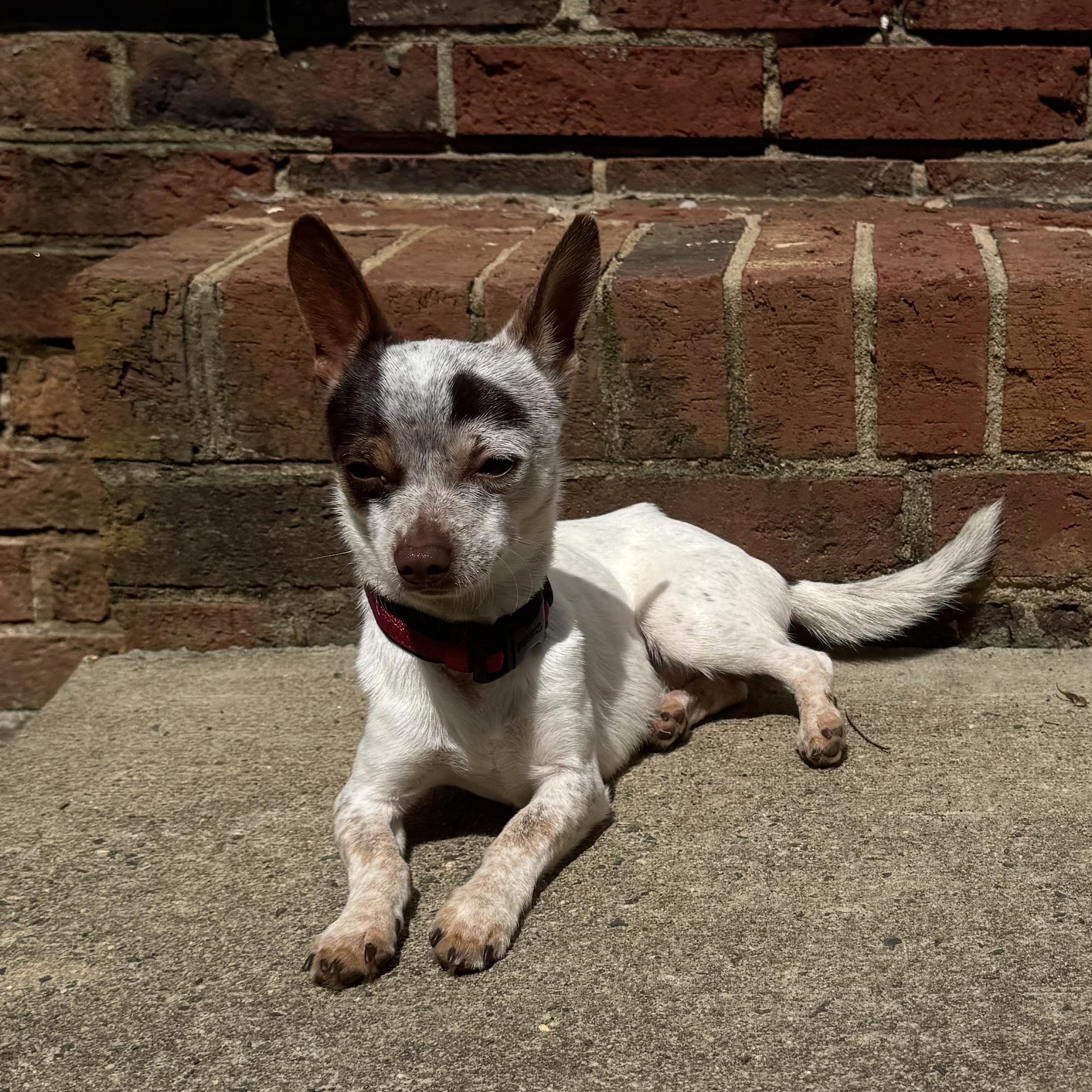 Enlarge Rocky, a Adoptable Chihuahua in Charlotte, NC image 4/5