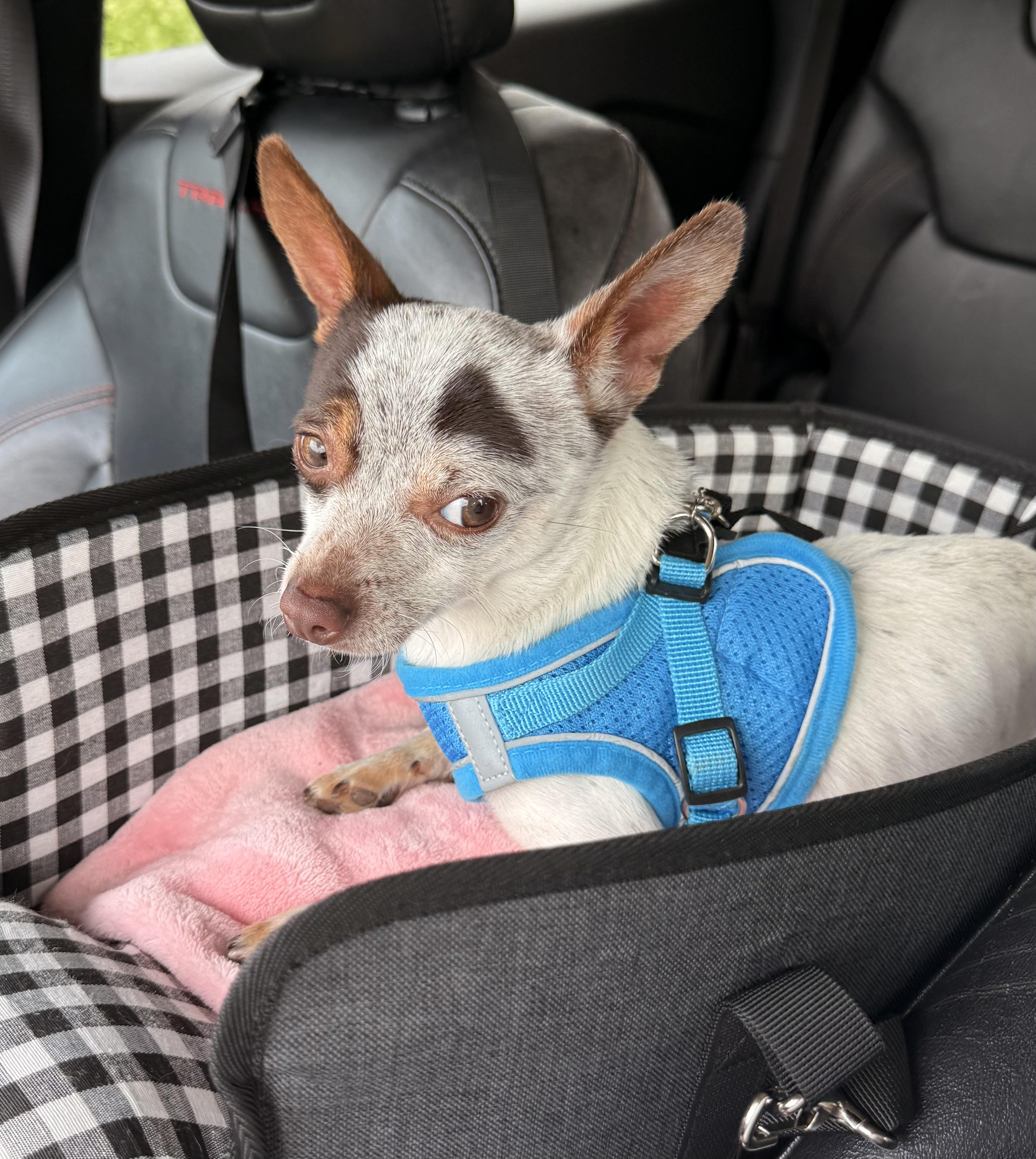 Enlarge Rocky, a Adoptable Chihuahua in Charlotte, NC image 1/5